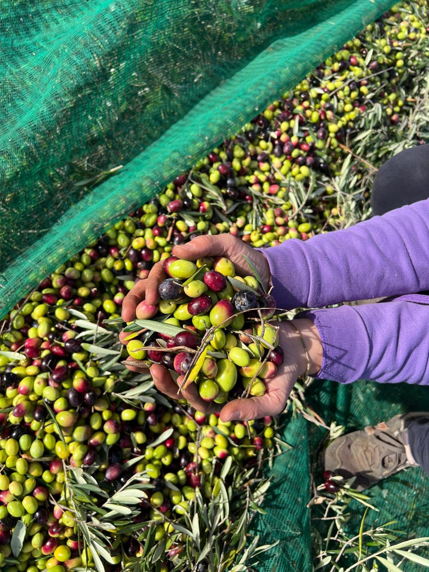 Agriturismo Poggio Ferrata 루보디풀리아 외부 사진