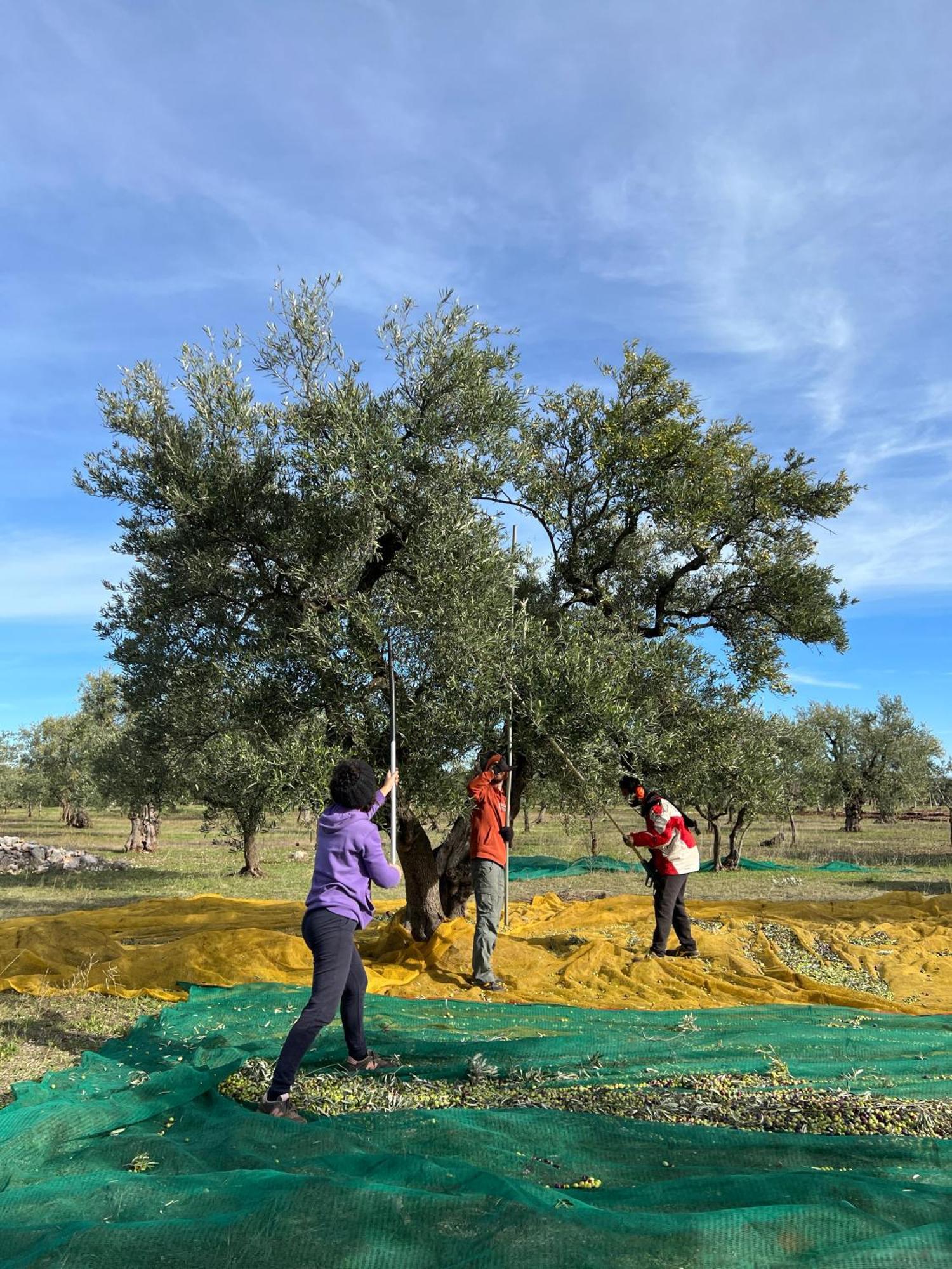 Agriturismo Poggio Ferrata 루보디풀리아 외부 사진